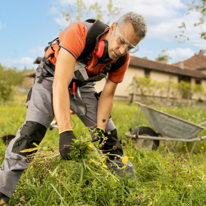 Tuinier in de herfst verwijdert onkruid uit zijn tuin ter voorbereiding op het nieuwe seizoen.